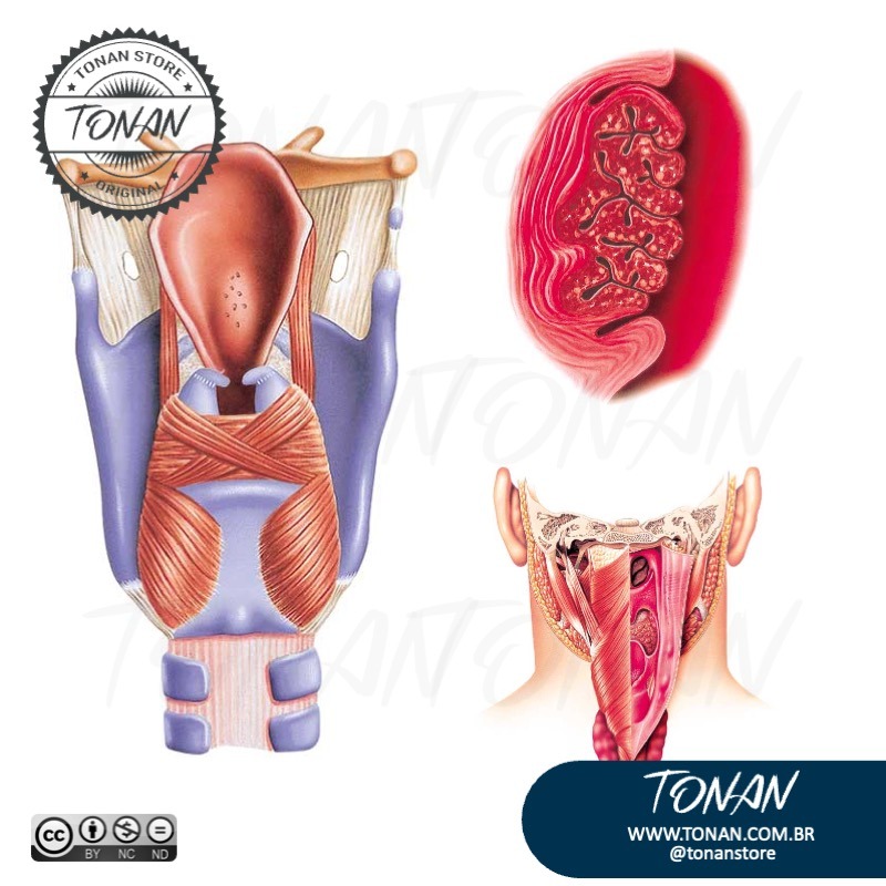 Tonan Ilustracaomedica13 Mv0P9yKGOGfoRPvv