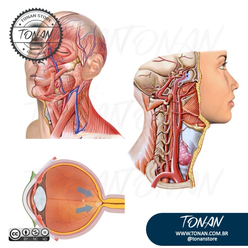 Tonan Ilustracaomedica14 AGBz7ogXLWtJ9wMp