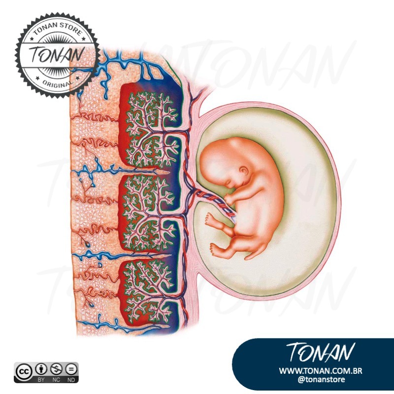 Tonan Ilustracaomedica15 YbN4eM0j8BHPM47N