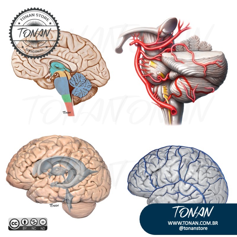 Tonan Ilustracaomedica22 Mnl4zyKwyrC4j6vL
