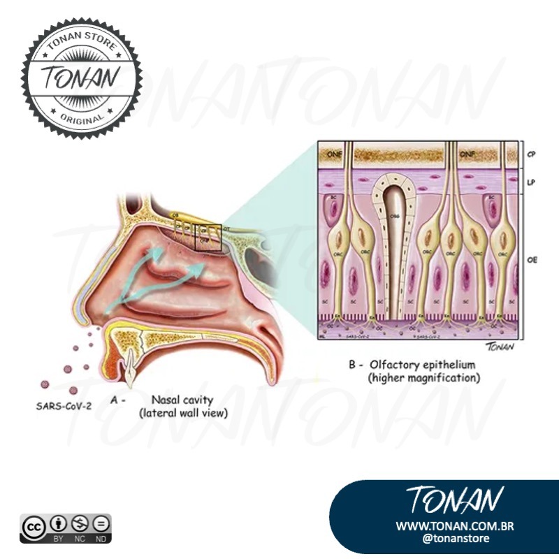 Tonan Ilustracaomedica33 A1azDLXZbPH8jeXW