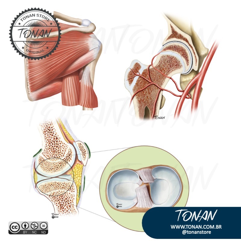 Tonan Ilustracaomedica35 Mv0P9yKRkWSp4lVx