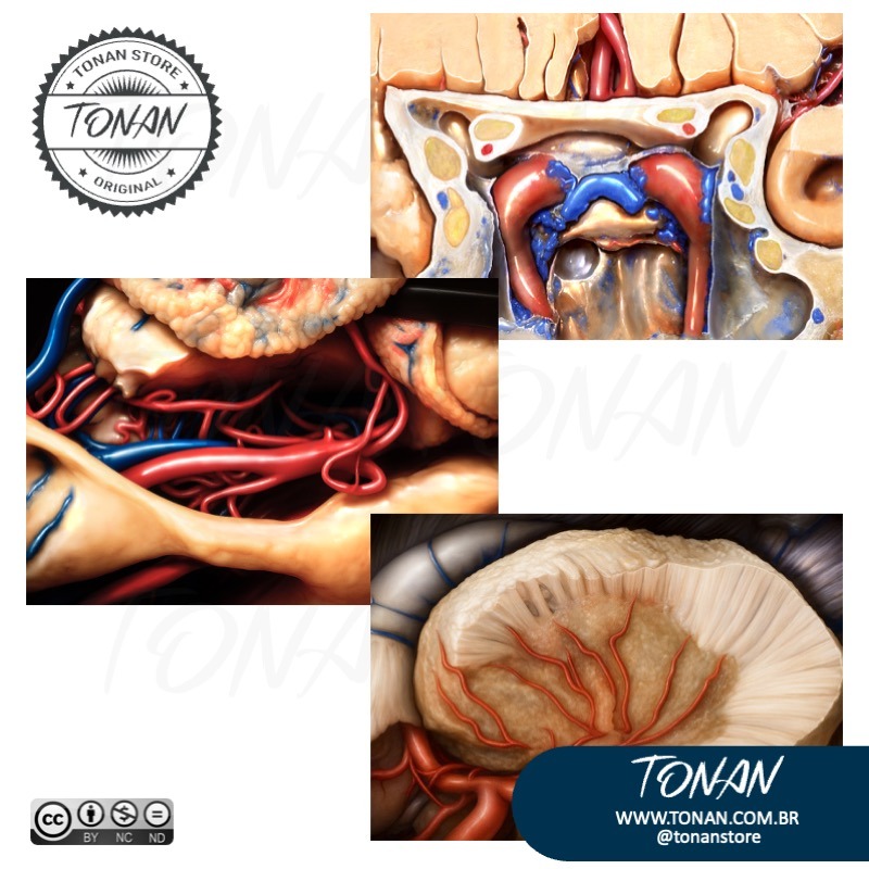 Tonan Ilustracaomedica36 AzGMk1Kl83Hvn1zx