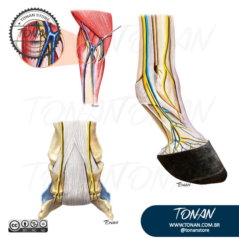 Tonan Ilustracaomedica37 YNqMZVg0LoTqOB7X