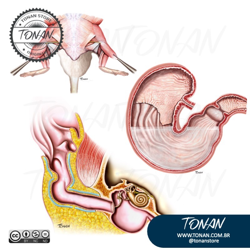 Tonan Ilustracaomedica38 AE07OXgbLMIEQkeP